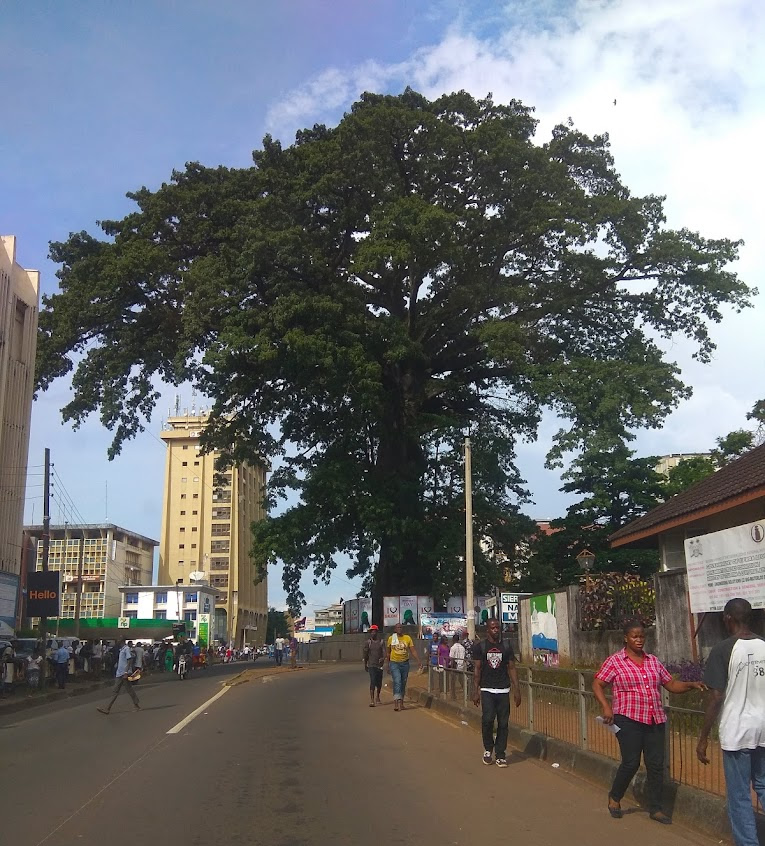 The Majestic Journey of Freetown’s Beloved Cotton Tree